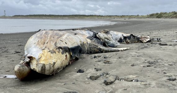 A gray whale carcass that washed ashore in a state park in Westport was one of three that appeared earlier in summer of 2023. (Michael S. Lockett / The Daily World file)