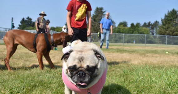 Clayton Franke / The Daily World
Gracie, a pug, saunters away from Ivan Lopez at the Chinook dog park on Thursday, Aug. 24.