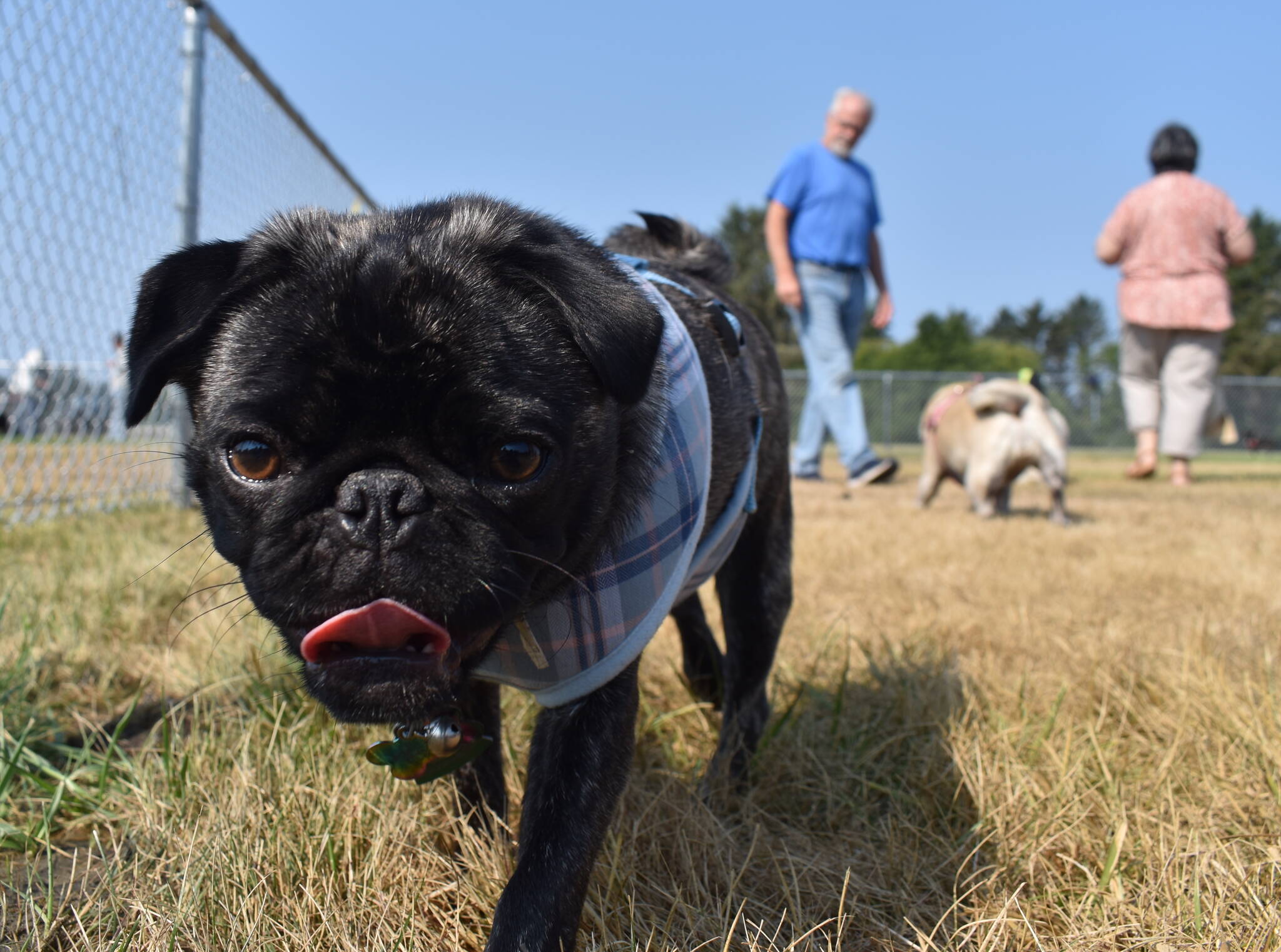 Clayton Franke / The Daily World
Gracie, a black pug owned by Patti Foster-Risse, plods around the new Chinook dog park Thursday, Aug. 24.