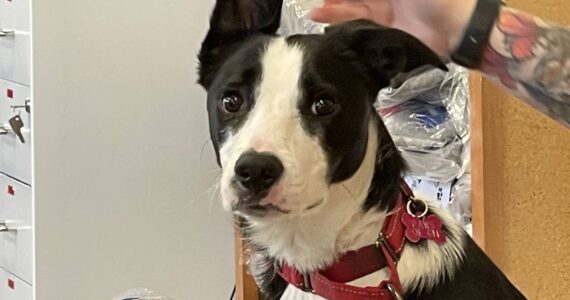 John the Border Collie, currently a guest at PAWS of Grays Harbor, looks upon the world on Tuesday, Sept. 19. (Michael S. Lockett / The Daily World)