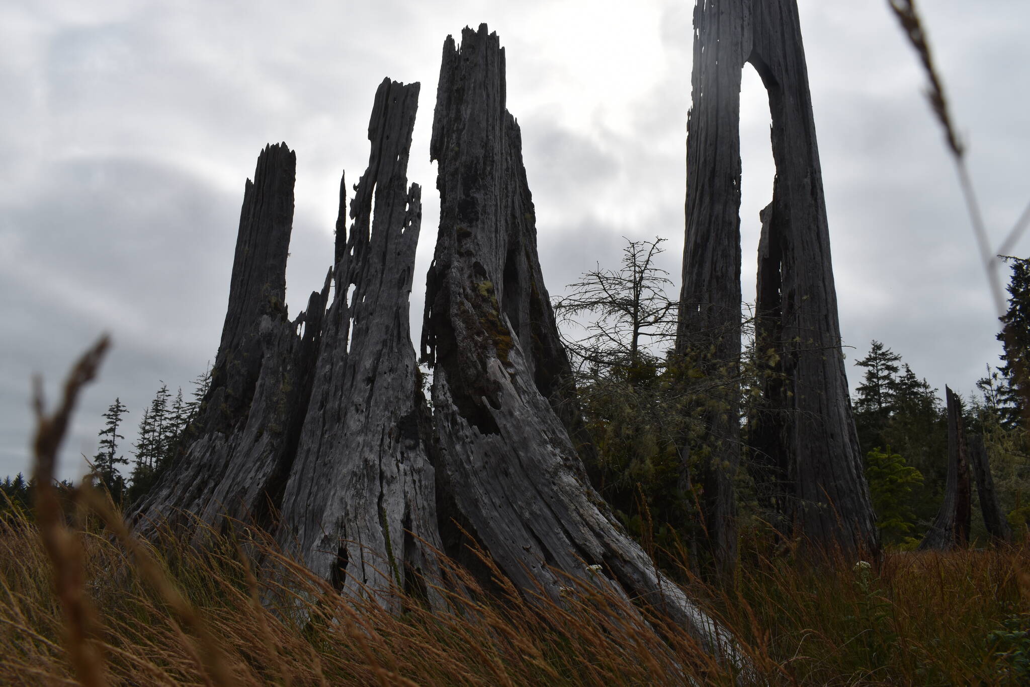 Clayton Franke / The Daily World
Despite being relatively rot-resistant, these western red cedar trees have decayed into an array of different shapes since their death 300 years ago.