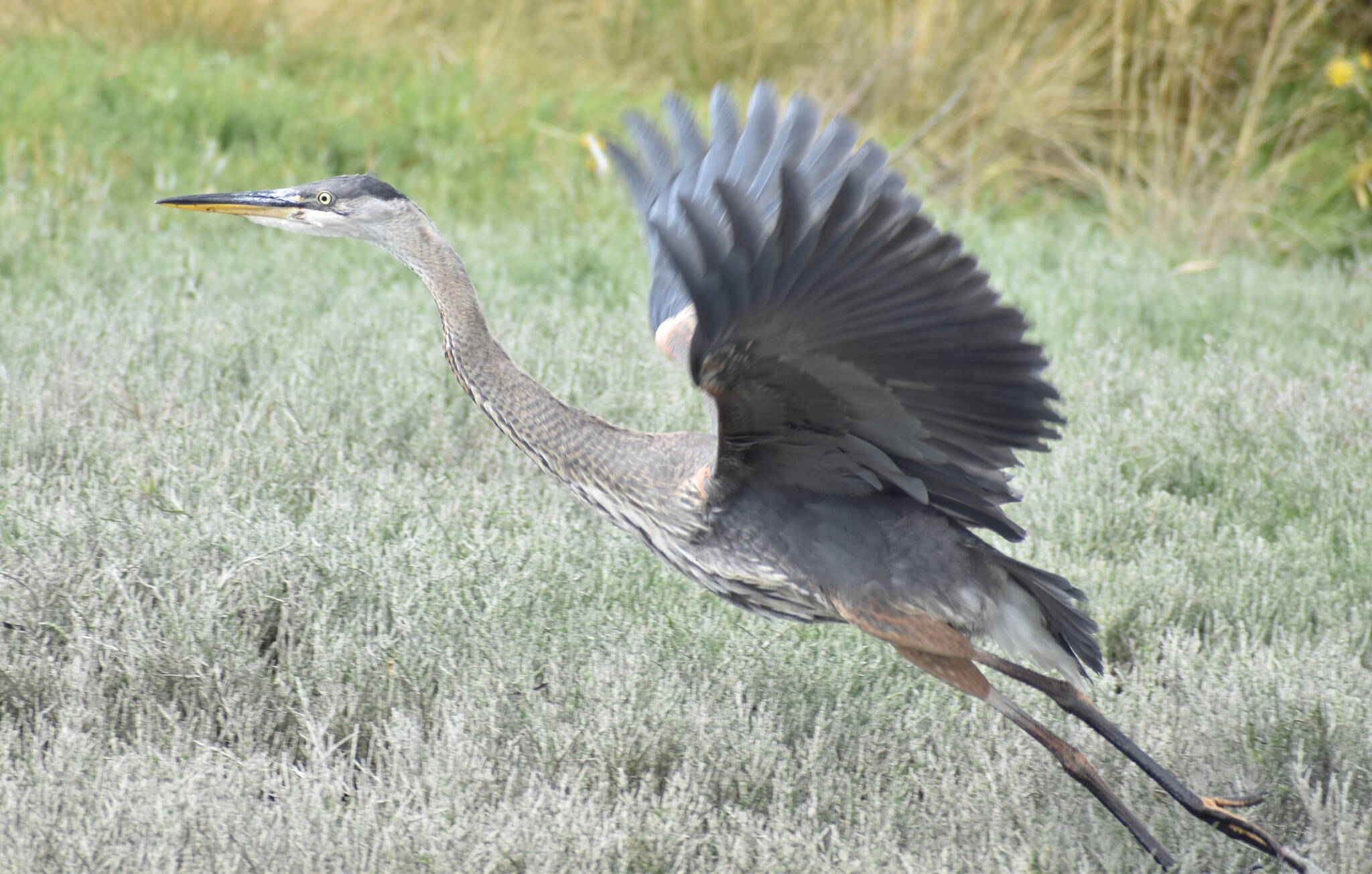 A great blue heron takes off from the banks of the Copalis River near the ghost forest.(Clayton Franke / The Daily World)