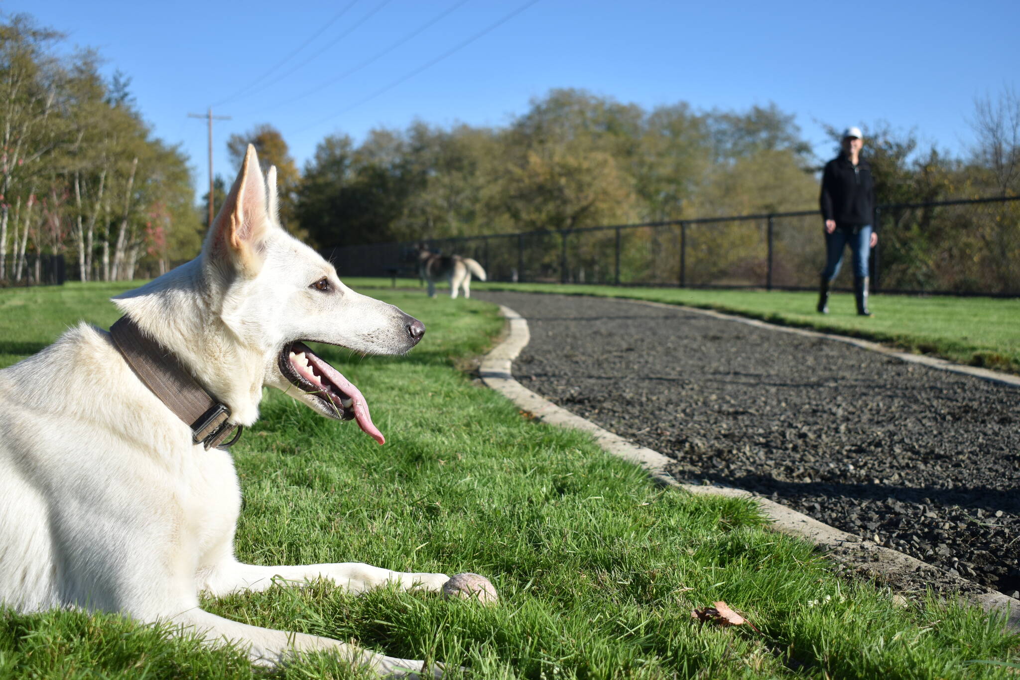 Clayton Franke / The Daily World
Aspen, a white german shepherd, rests in the sun after chasing a Frisbee inside the new Vance Creek Dog Park on Oct. 27.
