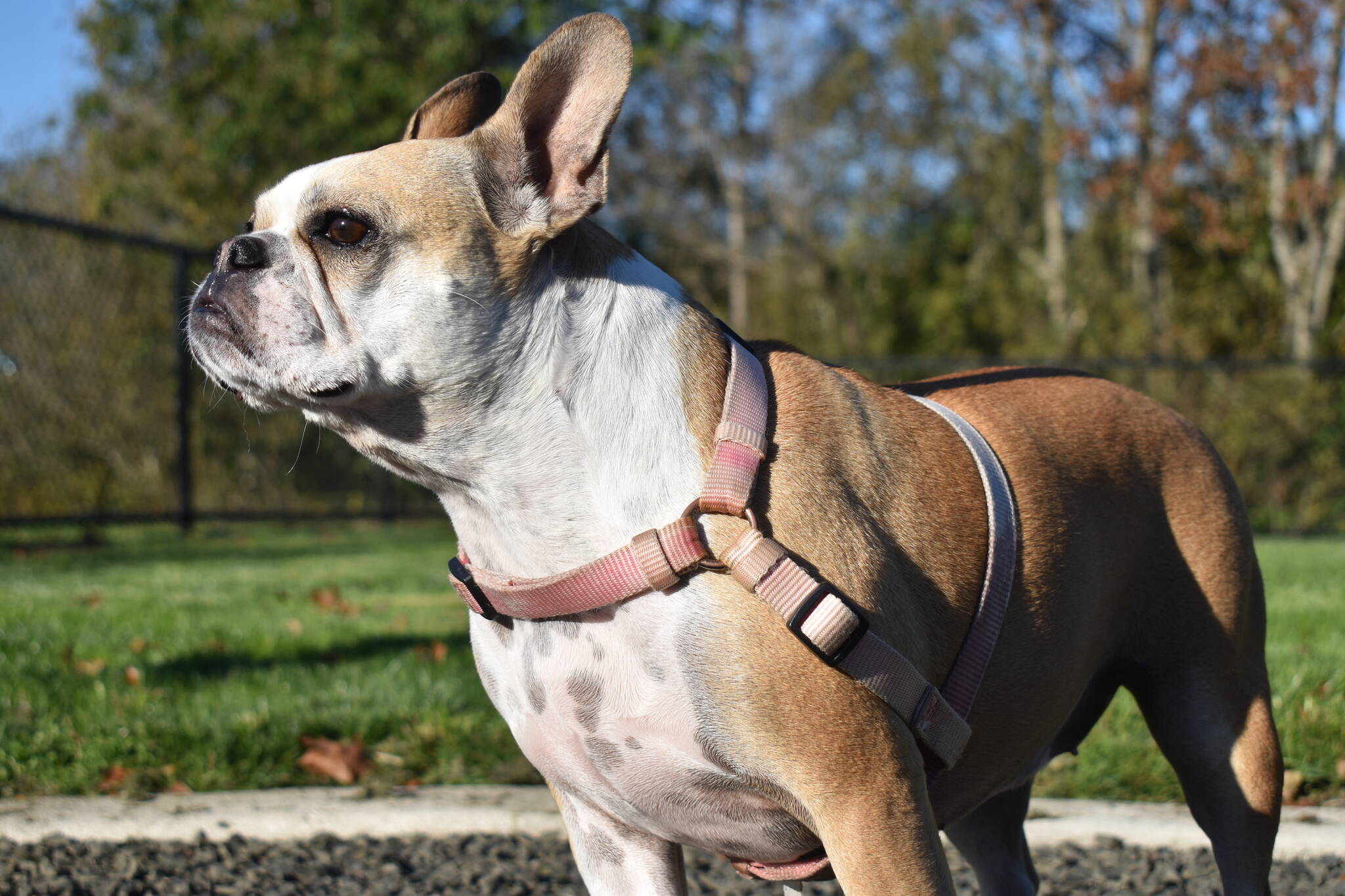 Kiwi, a frenchton, soaks in the sun at the Vance Creek Dog Park on Oct. 27. (Clayton Franke / The Daily World)