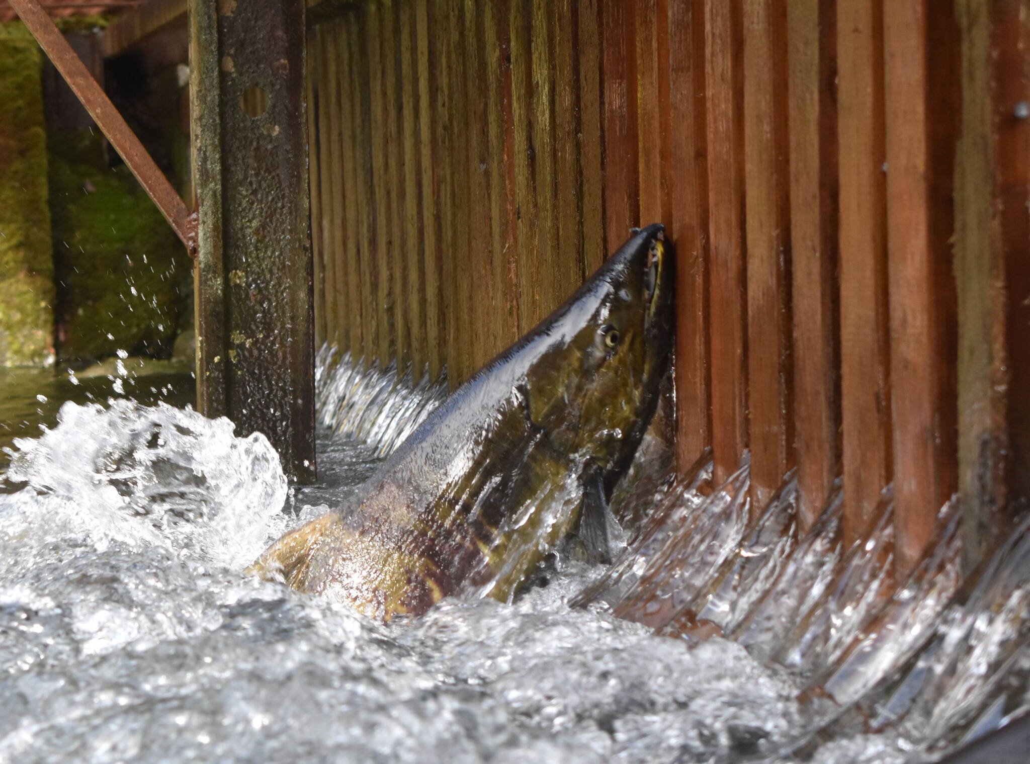 Clayton Franke / The Daily World
An adult chum salmon attempts to swim through a wooden weir at the Satsop Springs Hatchery on Saturday, Nov. 4.