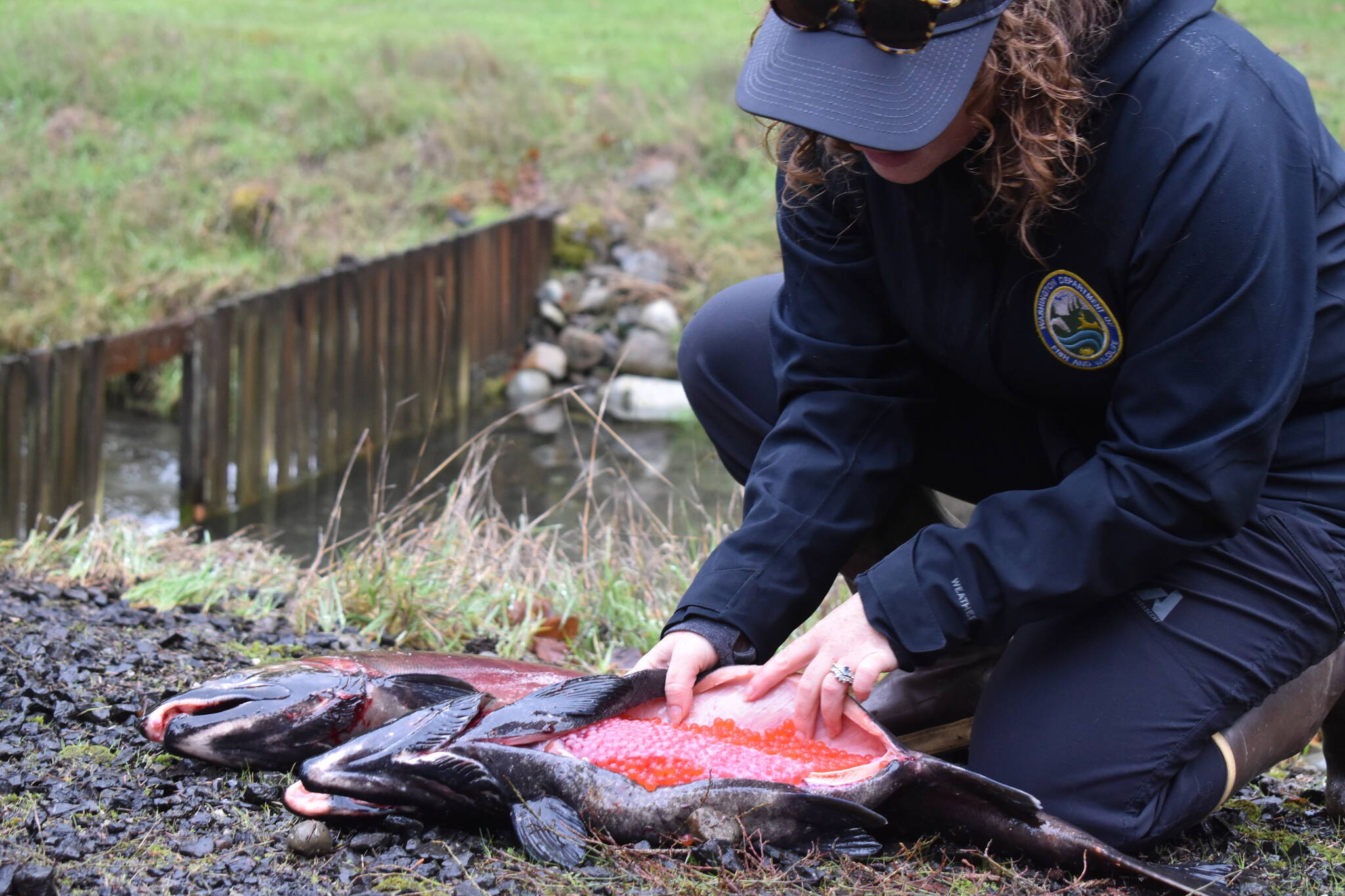 Lauren Bauernschmidt, a habitat biologist with the Washington Department of Fish and Wildlife, points out hundreds of eggs contained within the belly of a female salmon at Satsop Springs Hatchery on Saturday, Nov. 4. (Clayton Franke / The Daily World)