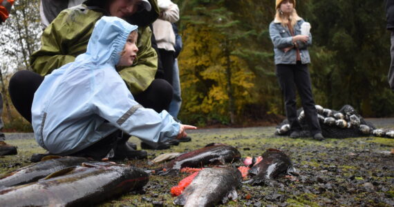 Clayton Franke / The Daily World
Rory Gauthier, 3, and her mother, Kathryn, check out chum and coho salmon during a salmon education event hosted by the Chehalis Basin Lead Entity, Washington Department of Fish and Wildlife and others on Saturday, Nov. 4 at the Satsop Springs Hatchery and Schafer State Park.