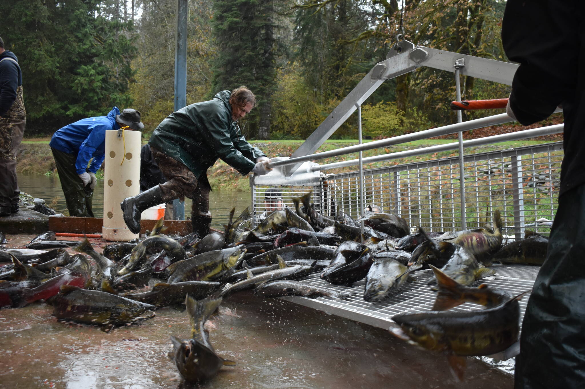 Clayton Franke / The Daily World
Volunteers unload hatchery chum and coho salmon onto a concrete pad at the Satsop Springs Hatchery on Saturday, Nov. 4.