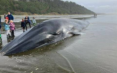 A fin whale carcass that washed ashore may block the Copalis Beach Airport, WSDOT warned in a social media post. (Courtesy photo / WSDOT)