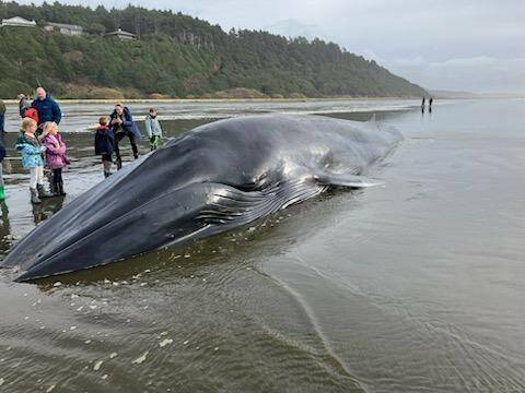 A fin whale carcass that washed ashore may block the Copalis Beach Airport, WSDOT warned in a social media post. (Courtesy photo / WSDOT)