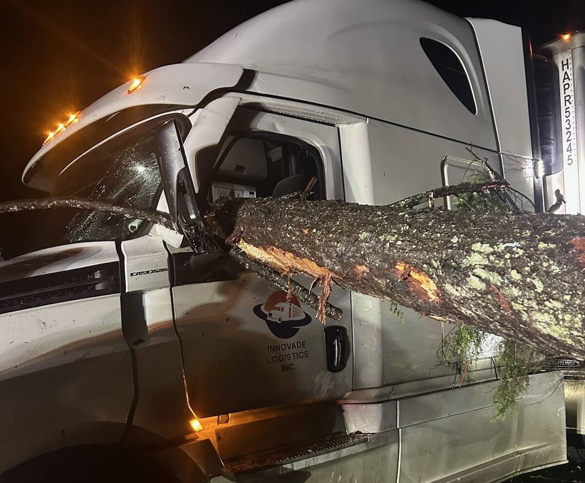 High winds loosened a tree which struck this truck in Grays Harbor earlier in the week; the driver was uninjured. (Courtesy photo / Washington State Patrol)