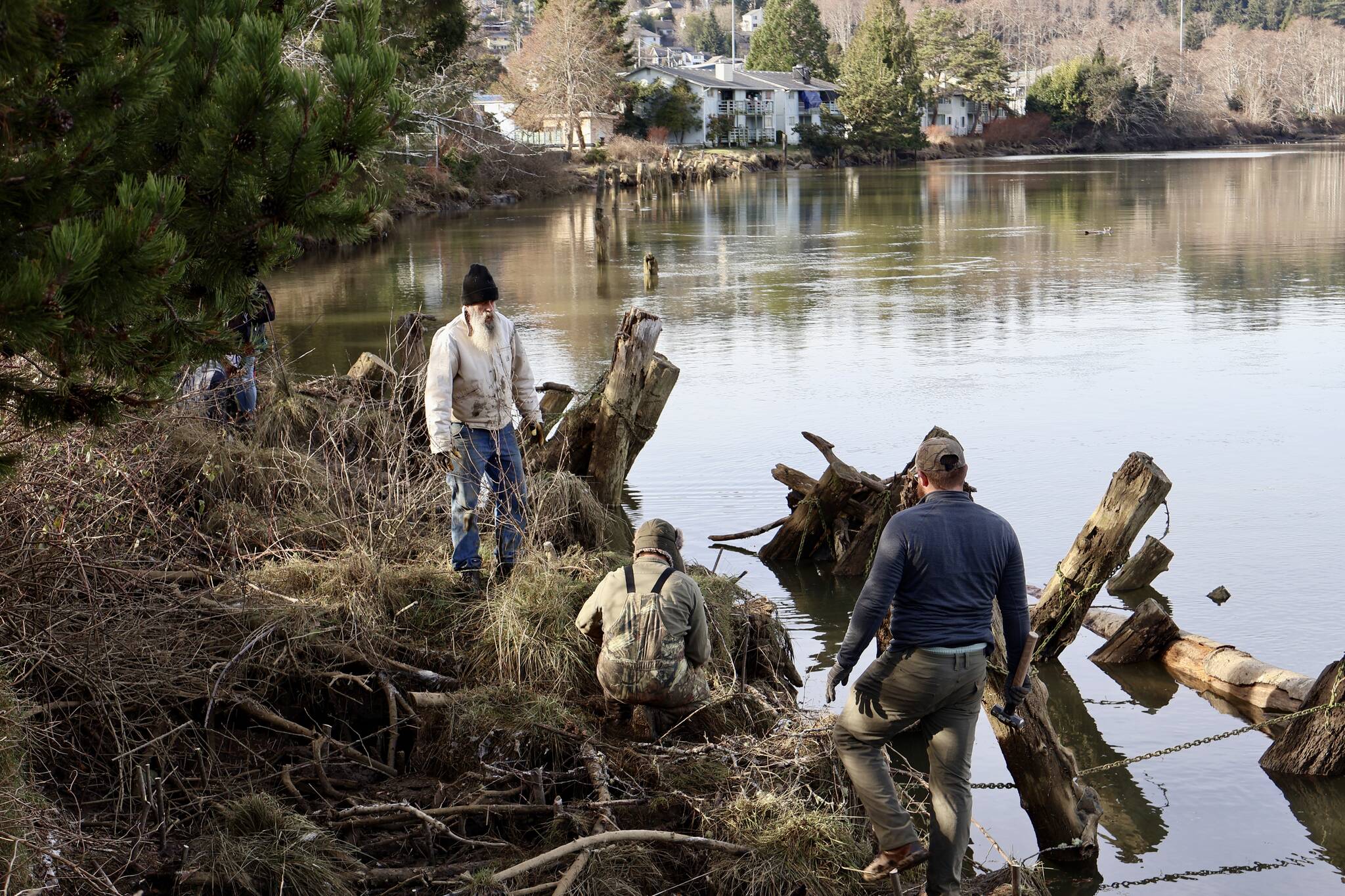 Volunteers plant Sitka willows in the banks of the Wishkah River. (Michael S. Lockett / The Daily World)