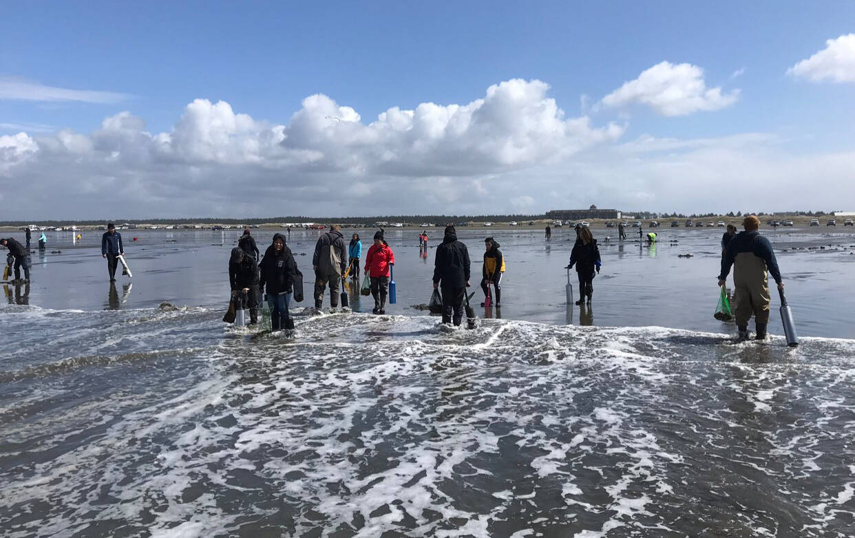 (Mark Yuasa / WDFW) People dig for razor clams on a beach near Ocean Shores. Digs are scheduled during the day on March 15 and 16 at Copalis to coincide with the Ocean Shores Razor Clam Festival and Seafood Extravaganza.