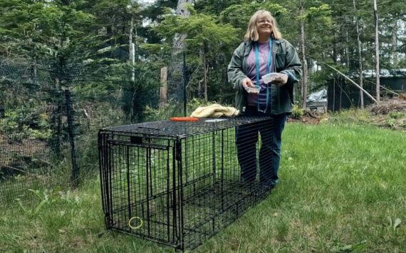 John Reed / North Beach TV
Vivian Dahlin, who runs Operation Dog Rescue, a free service for finding lost pets based in Ocean Shores, stands next to one of her cage traps during a video shoot with North Beach TV in 2023. Dahlin says the use of traps baited with food, which are strictly prohibited under city code, are the most effective way to rescue lost dogs.