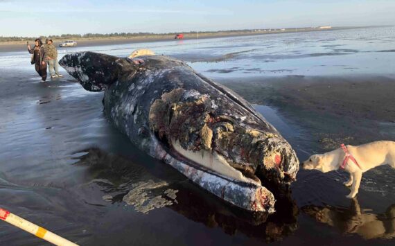 Michael Wagar / The Daily World
A steady stream of people inspected a dead gray whale beached on the Pacific Ocean Wednesday afternoon, as a dog sniffs away. You can see the Quinault casino at the top far right.