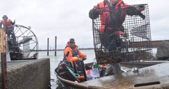 Clayton Franke / The Daily World
Olivia Britain, right, a green crab crew member with the Grays Harbor Conservation District, offloads a trap carrying invasive green crab at the Quinault Marina in Ocean Shores on April 11. The conservation district, along with two state agencies, combined to pull more than 2,100 of the harmful crab from the marina last week.