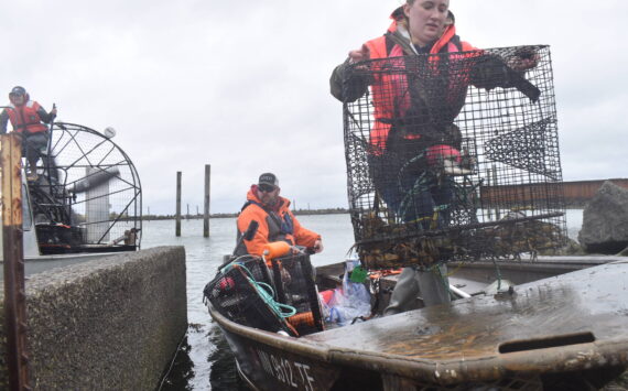 Clayton Franke / The Daily World
Olivia Britain, right, a green crab crew member with the Grays Harbor Conservation District, offloads a trap carrying invasive green crab at the Quinault Marina in Ocean Shores on April 11. The conservation district, along with two state agencies, combined to pull more than 2,100 of the harmful crab from the marina last week.