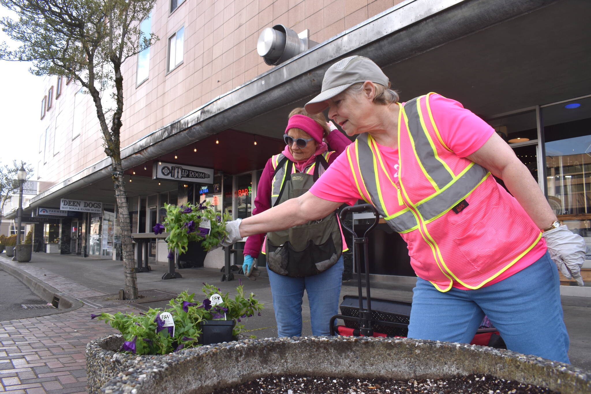 Matthew N. Wells / The Daily World
Bobbi McCracken, left, and Nancy LaCasse, volunteers for Aberdeen Bloom Team, plant Supertunia Royal Velvet Petunia hybrid flowers in the 100 block of East Wishkah Street. McCracken, along with Bette Worth, her partner on many projects throughout the city, helped start Aberdeen Bloom Team in 2014. It doesn’t sound like they’ll stop anytime soon as residents seem to enjoy the fruits of their labor.