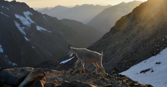 Caleb Hutton / The Herald
A goat in the North Cascades east of Marblemount in August 2017.