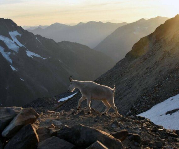 <p>Caleb Hutton / The Herald</p>
                                <p>A goat in the North Cascades east of Marblemount in August 2017.</p>