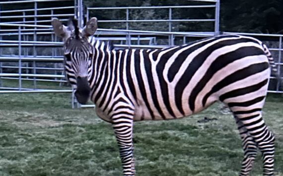 Gwen Mielke
A zebra, named “Sugar,” stands in an enclosure in North Bend on May 3, five days after it escaped from a trailer near I-90. Elma residents Larry and Gwen Mielke were called in to assist with the capture effort.