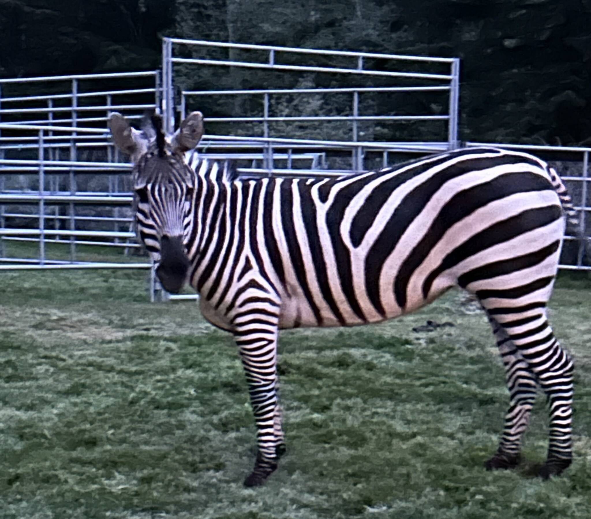 A zebra, named "Sugar," stands in an enclosure in North Bend on May 3, five days after it escaped from a trailer near I-90. Elma residents Larry and Gwen Mielke were called in to assist with the capture effort. (Gwen Mielke)