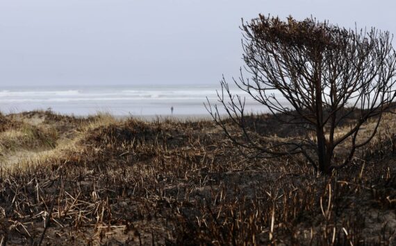 Michael S. Lockett / The Daily World
A grass fire swept through Pacific Beach State Park on Saturday afternoon, destroying beach grass.