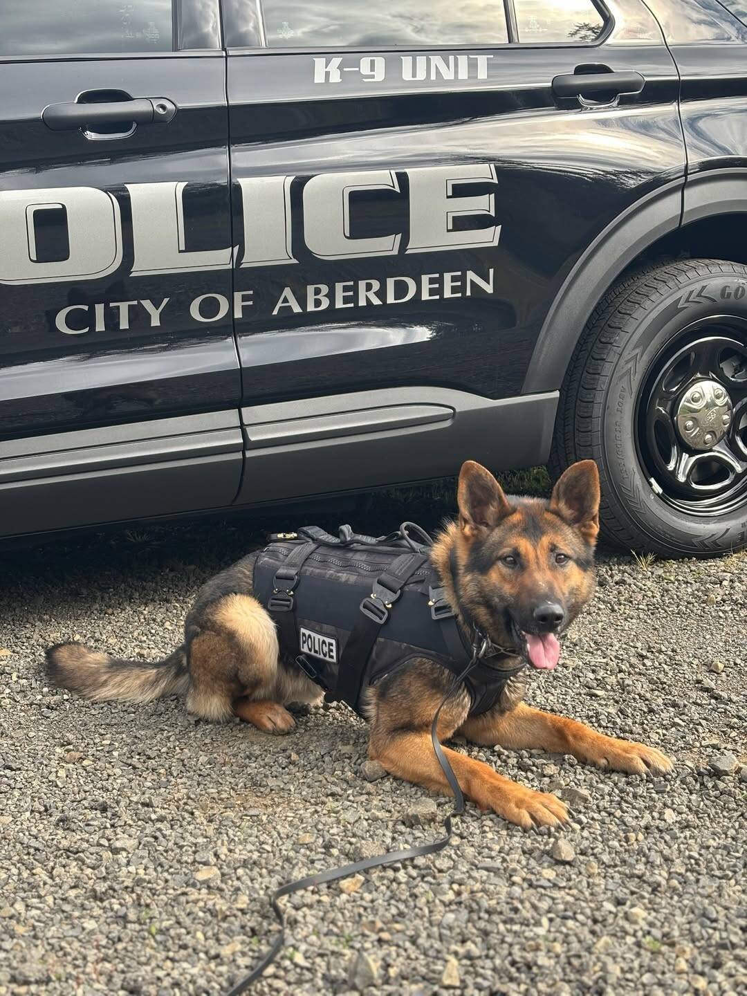 Aberdeen Police Department K-9 Kibo