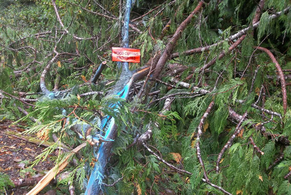 Lisa Kemmerer
Cedar trees cut down near Lisa Kemmerers neighborhood in Ocean Shores.