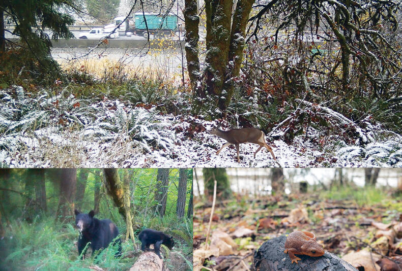 WSDOT
Washington state Department of Transportation trail cameras captured these photos of deer, bears and a newt approaching Interstate 5 between Rochester and Tumwater between 2022 and 2024.
