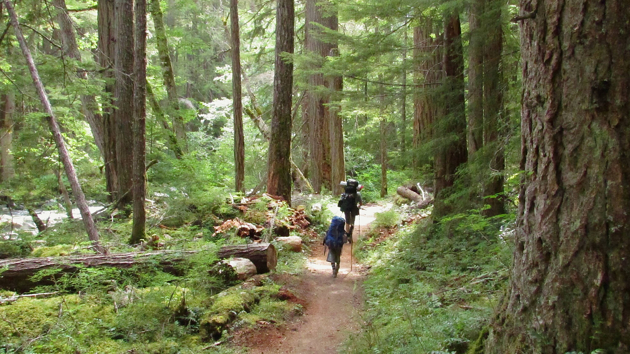 Wild Olympics campaign
Backpackers on the Upper Dungeness Trail, featuring the Dungeness proposed Wild & Scenic River and Wilderness additions.