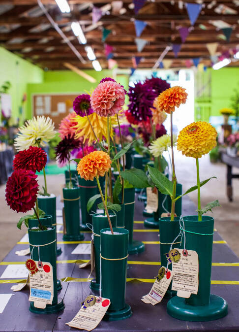 Gardeners get to show off their flowers at the fair.