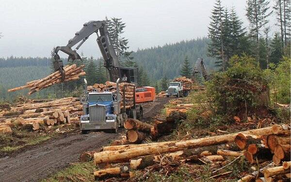 Photo courtesy of Washington State Department of Natural Resources
Logging operations on public land in Washington state.