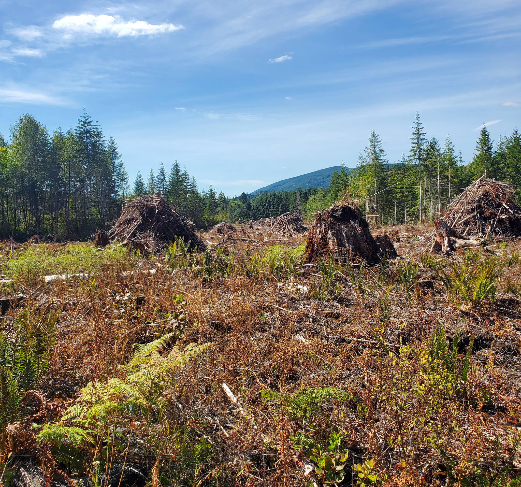 Andrea Watts / The Daily World
Slash piles are a common site on recently harvested sites throughout Grays Harbor and the surrounding counties. Finding a market for this material has long been a goal for the forest sector.
