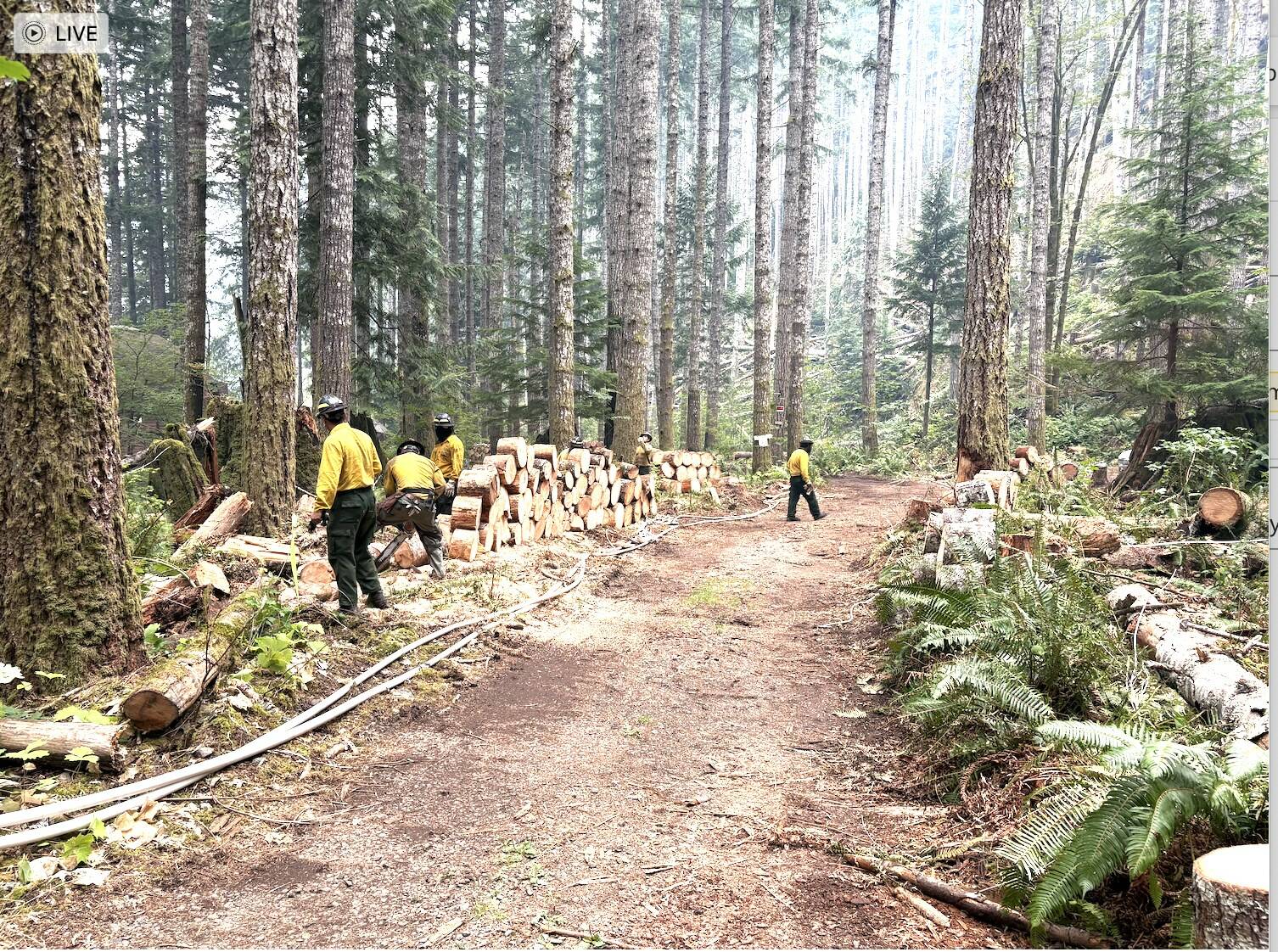 Firefighters are cutting up downed trees and logs on the Bear Gulch Fire on the Northwest side of Lake Cushman.