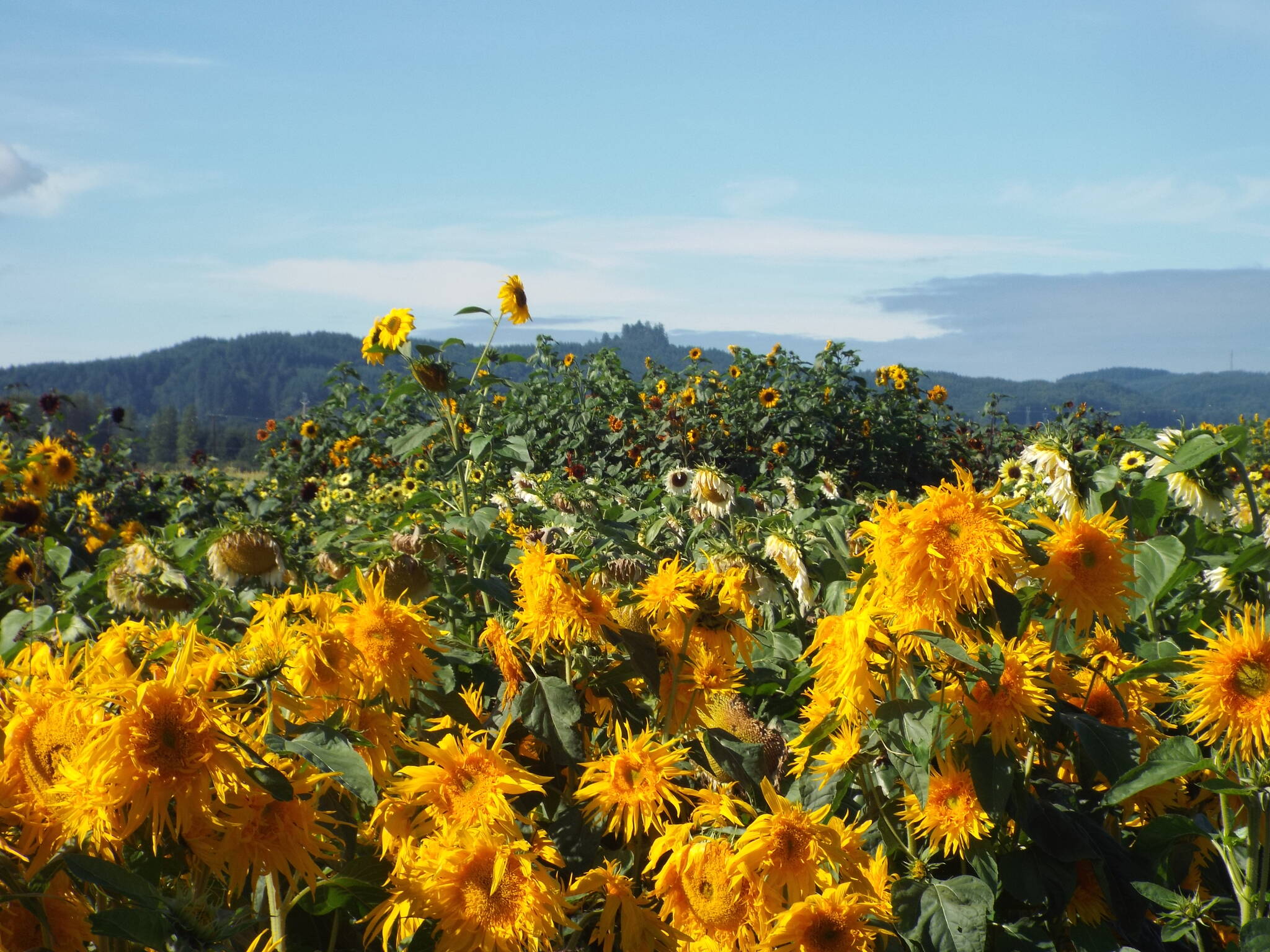 A relatively new addition to Chapman Farms is the patch of sunflowers. Scott Chapman said that as they have learned more about growing sunflowers, they plant more varieties, which now total around 50.