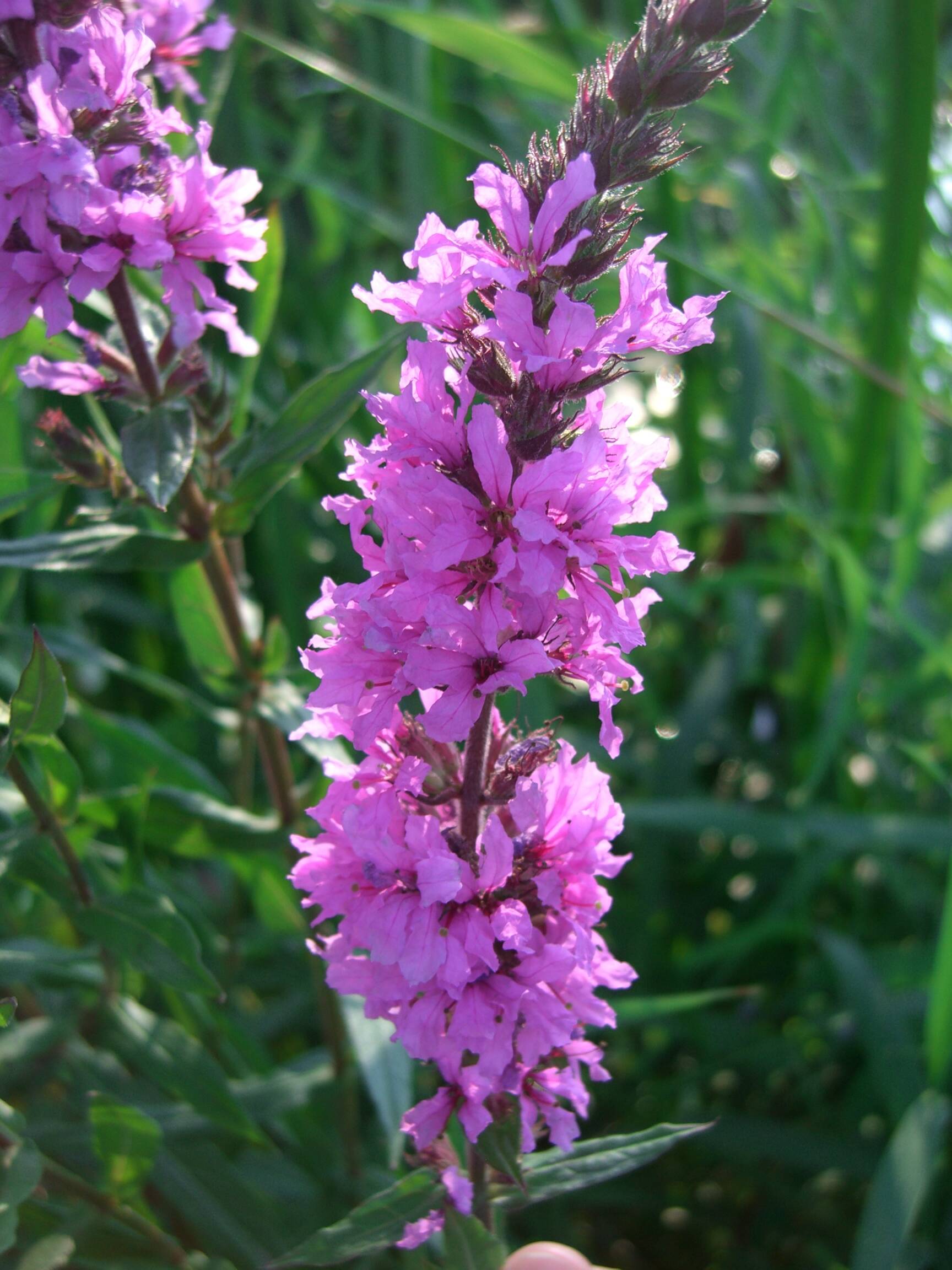 Noxious Weed Control Board
Purple loosestrife is a perennial plant that is a Class B noxious weed in Washington state. Grays Harbor County is one of three counties that have more than 1,000 acres of this plant.