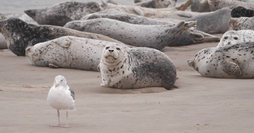 ODFW
NOAA testing has found some harbor seals positive for highly pathogenic avian infuenza H5N1.