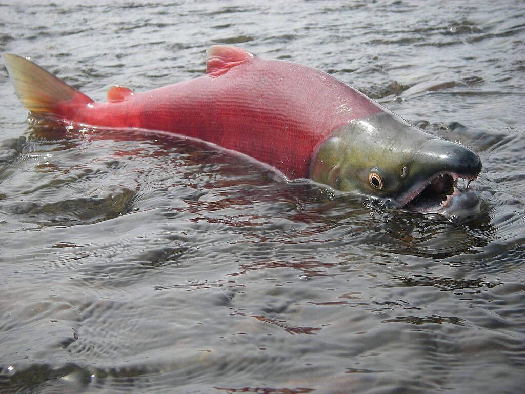 Thomas Quinn / University of Washington
A spawning male sockeye salmon is seen in July 2010 in the Wood River, part of the Bristol Bay watershed. Bristol Bay is the site of the world’s largest sockeye salmon runs. This year’s Bristol Bay run was the 11th in a row with more than 50 million sockeye salmon, also known as red salmon.