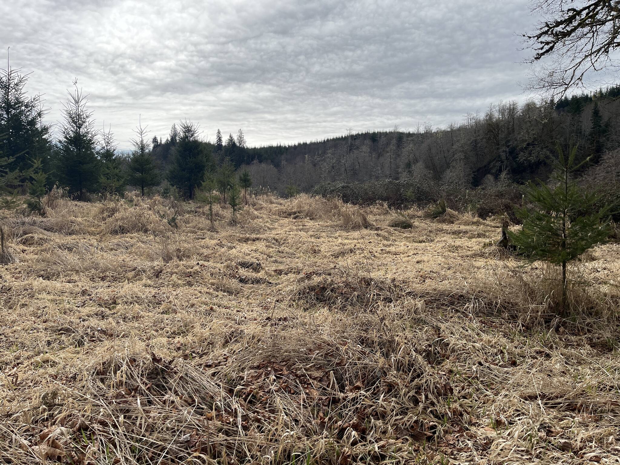 Salmon Recovery
The Grays Harbor Conservation District will use a grant to restore and maintain nearly one mile of habitat along the banks of the West Fork Satsop River.