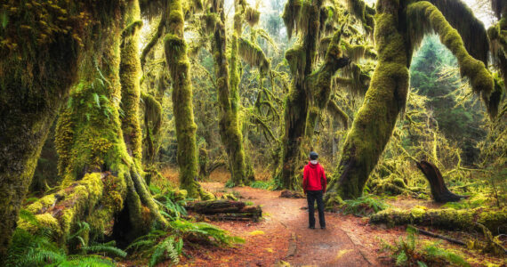 OlympicPeninsula.org
The Hall of Mosses in the Hoh Rainforest in Olympic National Forest. A last-minute contingency plan provided to employees late Tuesday would keep many national parks open without full regular staffing.