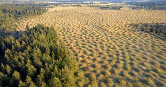 Bryce Yukio Adolphson
Aerial view of the Mima Mounds Natural Area Preserve in Southwest Washington.
