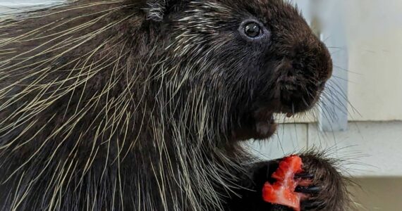 Twin Harbors Wildlife Center
Tipsy the porcupine enjoys a meal at the Twin Harbors Wildlife Center.