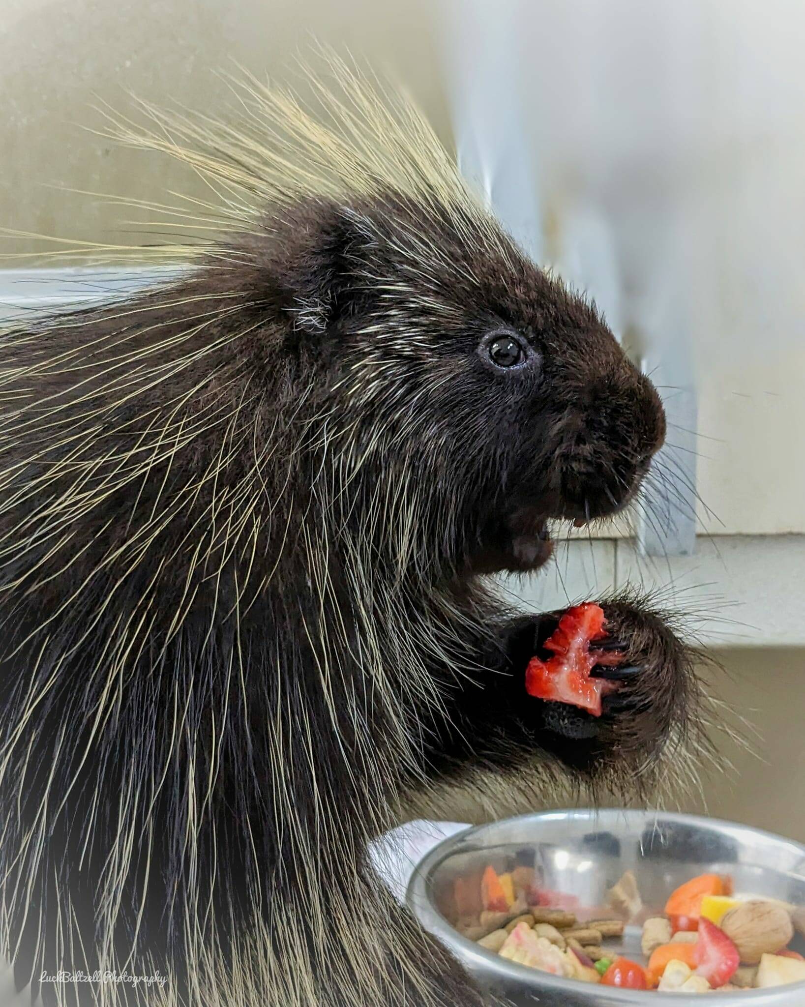 Twin Harbors Wildlife Center
Tipsy the porcupine enjoys a meal at the Twin Harbors Wildlife Center.
