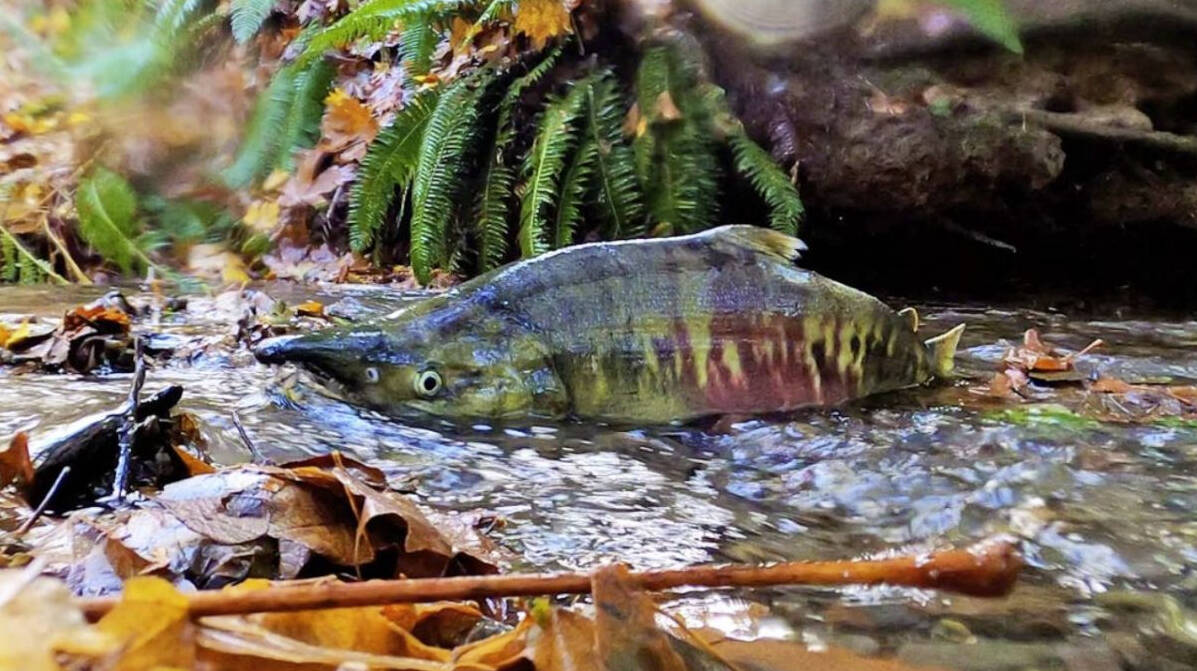 WDFW
About 24,000 adult chum salmon return to Kennedy Creek each year to spawn. Kennedy Creek is located at West Old Olympic Highway (halfway between Shelton and Olympia between mileposts 356 and 357).