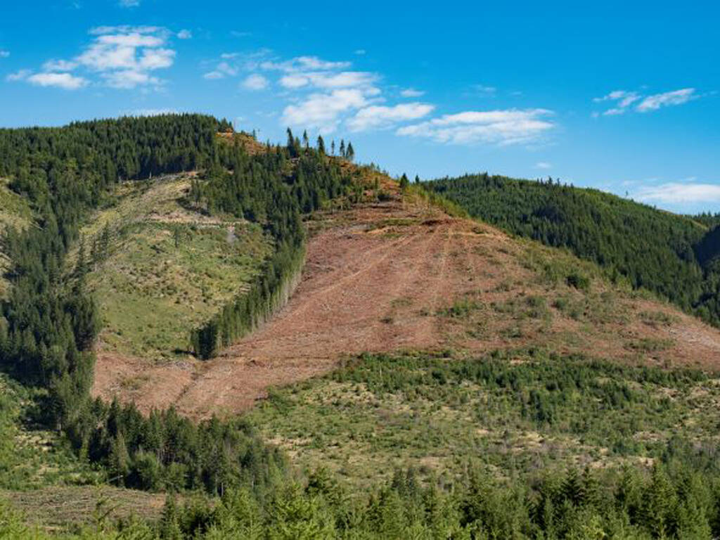 Jurgen Hess
The narrow strip of trees around a stream on this logged Weyerhaeuser land was preserved per no-cut buffer regulations.