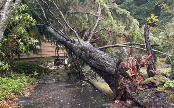 Jerry Knaak / The Daily World
This 100-foot tall hemlock decided to fall on the house in the 200 block of Summit Ave. in Hoquiam on Thursday, a day before it was scheduled to be removed.