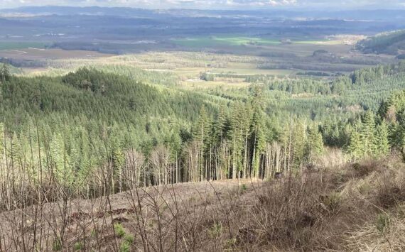 Steve Lundeberg / Oregon State University
Rising wildfire risk and volatile timber pricing may lower forestland values by as much as 50%.
