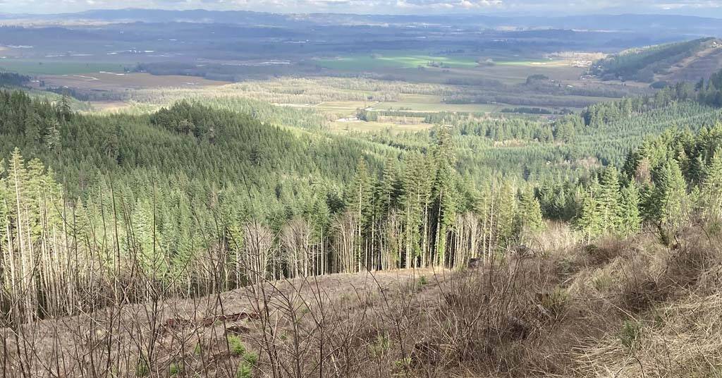 Steve Lundeberg / Oregon State University
Rising wildfire risk and volatile timber pricing may lower forestland values by as much as 50%.