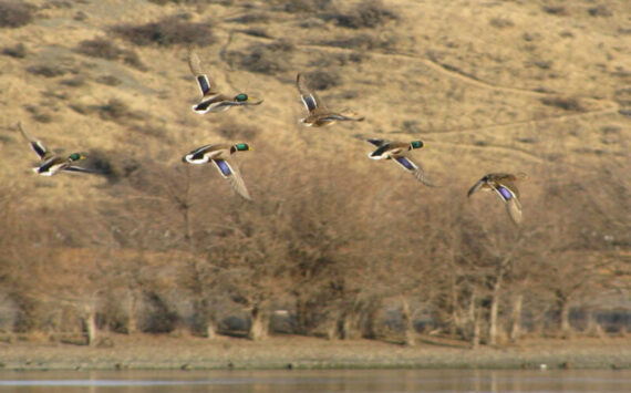 WDFW
Birds on the fly in Eastern Washington.
